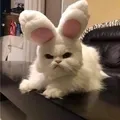 Niki